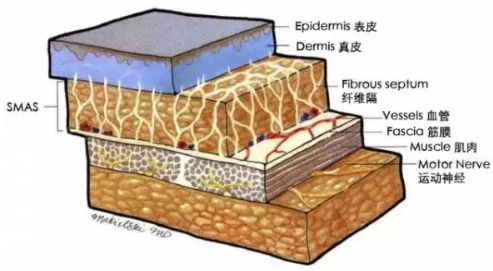 层就叫筋膜层,表浅肌肉腱膜系统,严格意义上来说并不是一个解剖结构