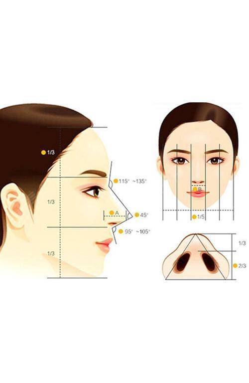 标准鼻子的鼻型比例!你标准吗?