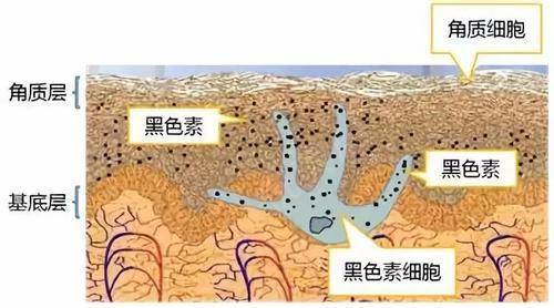 随着新陈代谢,黑色素逐渐进入肌